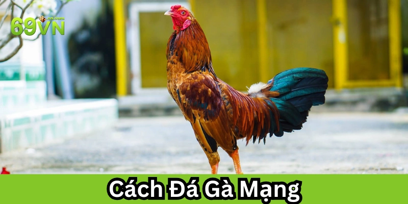 Lưu ý trong Cách Đá Gà Mạng