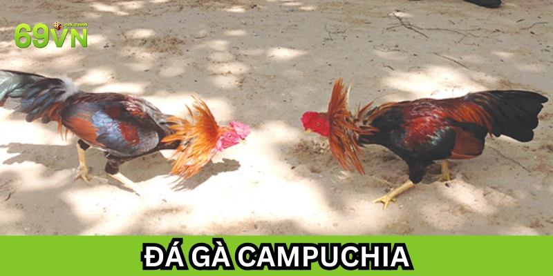 Đá gà campuchia