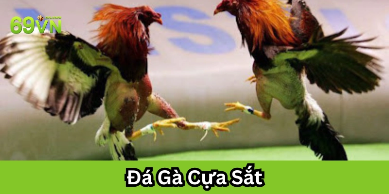 Đá Gà Cựa Sắt và những lưu ý quan trọng 