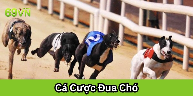 Mẹo chơi cá cược