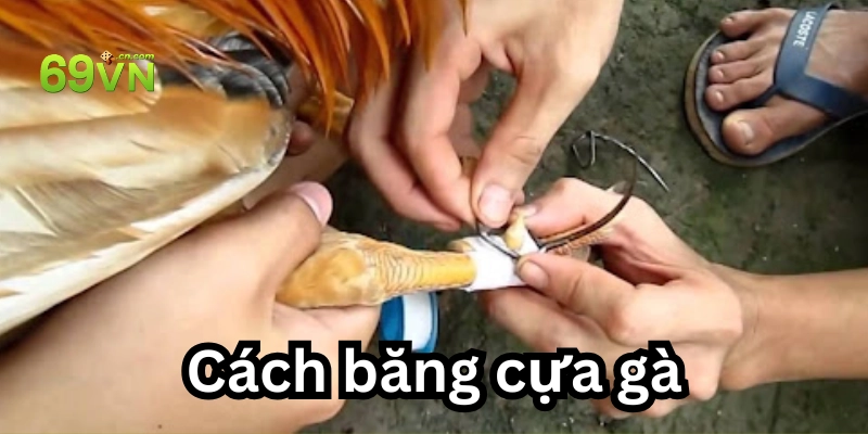 Cách Băng Cựa Gà Chuẩn Nhất 2025 – 7 Bước Sư Kê Nên Biết