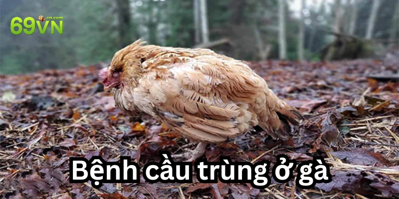 Bệnh Cầu Trùng Ở Gà: 5 Cách Nhận Biết Và Phòng Ngừa